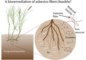 The broad goal of the research is to determine whether alteration of asbestos particles by plants or fungi may be useful for bioremediation of asbestos-contaminated sites. 